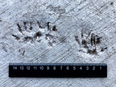 Sciurus carolinensis