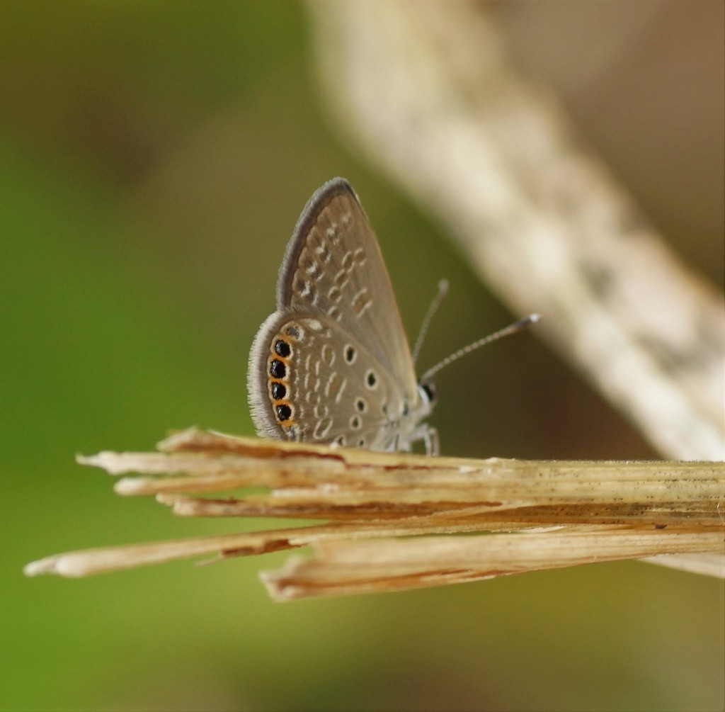 Black-spotted Grass Jewel