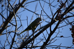 Myiopsitta monachus