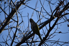 Myiopsitta monachus