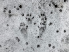 Sciurus carolinensis