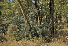 Cycas brunnea