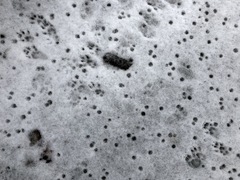 Sciurus carolinensis