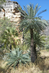 Cycas brunnea