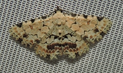 Sandava scitisignata