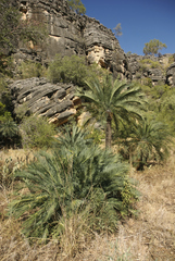 Cycas brunnea