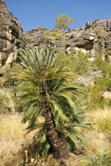 Cycas brunnea