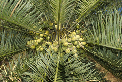 Cycas brunnea