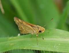 Taractrocera ina