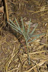 Cycas brunnea