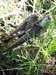 Anacridium aegyptium