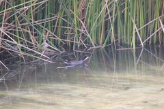 Gallinula galeata cachinnans