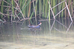 Gallinula galeata cachinnans