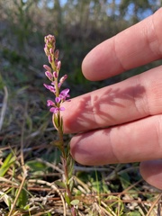 Polygala crenata