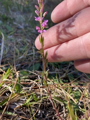 Polygala crenata