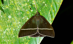 Amauta cacica
