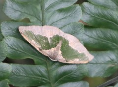 Celenna festivaria