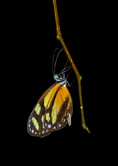 Dismorphia theucharila xanthone