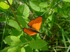 Lycaena dispar