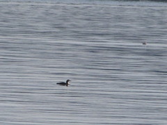 Gavia stellata
