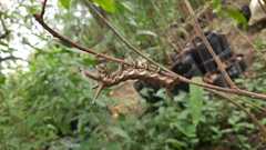 Citheronia brissotii