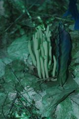 Clavaria rubicundula