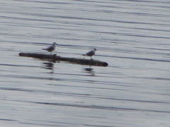Larus brachyrhynchus