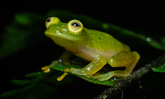 Tatayo's Glass Frog photo 2