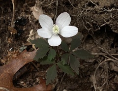 Anemonoides quinquefolia