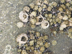 Semibalanus cariosus