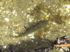 Oligocottus maculosus