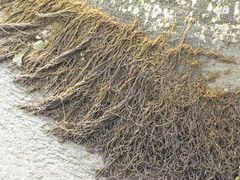 Melanosiphon intestinalis