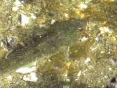 Oligocottus maculosus