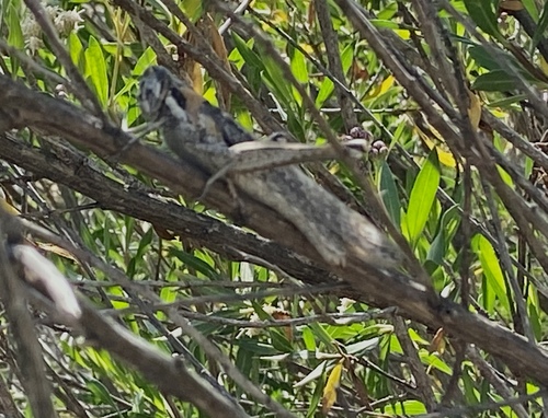 iNaturalist observation photo of Gray Bird Grasshopper