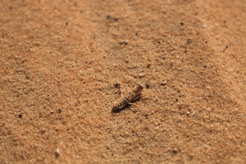 Heteronutarsus aegyptiacus