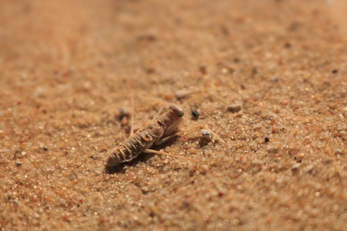 Heteronutarsus aegyptiacus