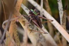Metrioptera brachyptera
