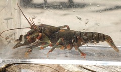 Cambarus coosawattae