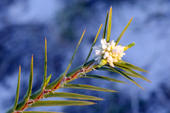 Acanthocarpus preissii