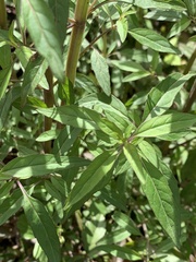Pycnanthemum albescens