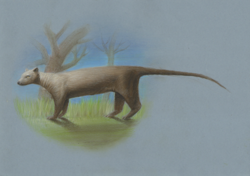 Giant Fosa (Cryptoprocta spelea) — Extinct Mammalia