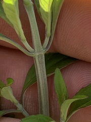 Pycnanthemum albescens