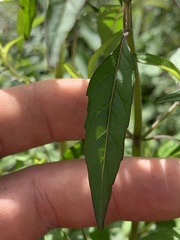 Pycnanthemum albescens