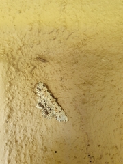 Sandava scitisignata