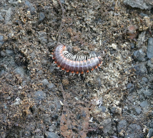 Howellaria infesta