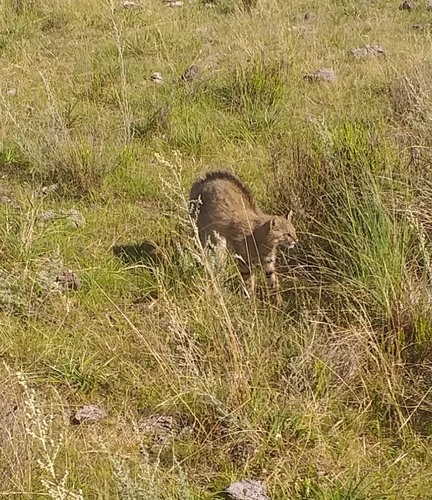 Uruguayan Pantanal Cat (Leopardus fasciatus) — Data Deficient Mammalia
