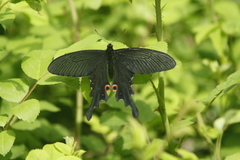 Papilio macilentus
