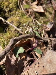 Cardamine flagellifera