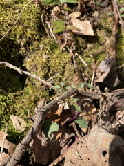 Cardamine flagellifera