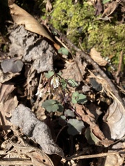 Cardamine flagellifera